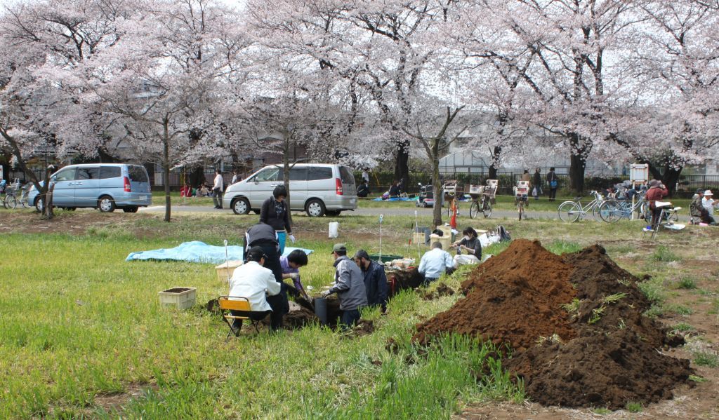 桜の下で土壌調査